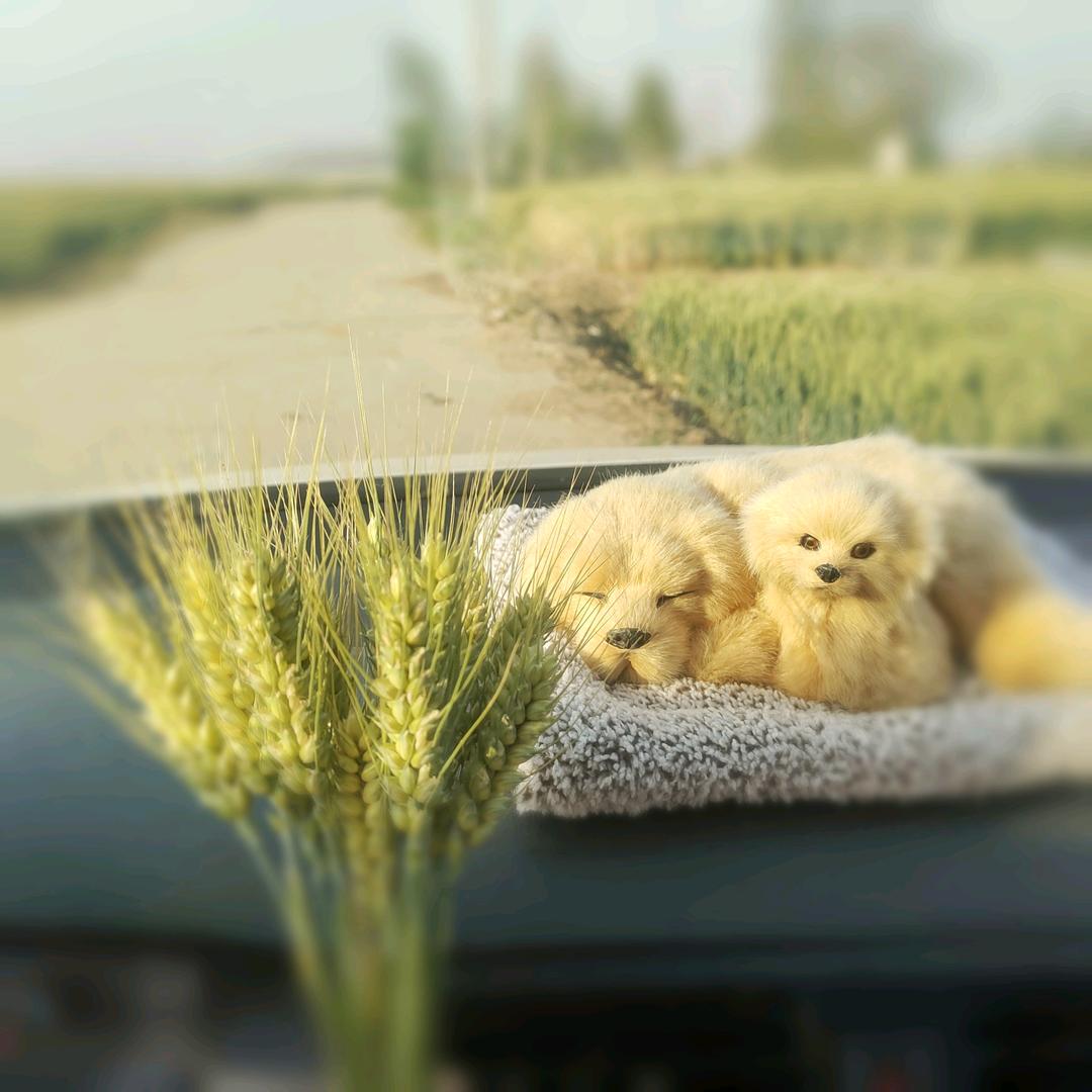 🐶