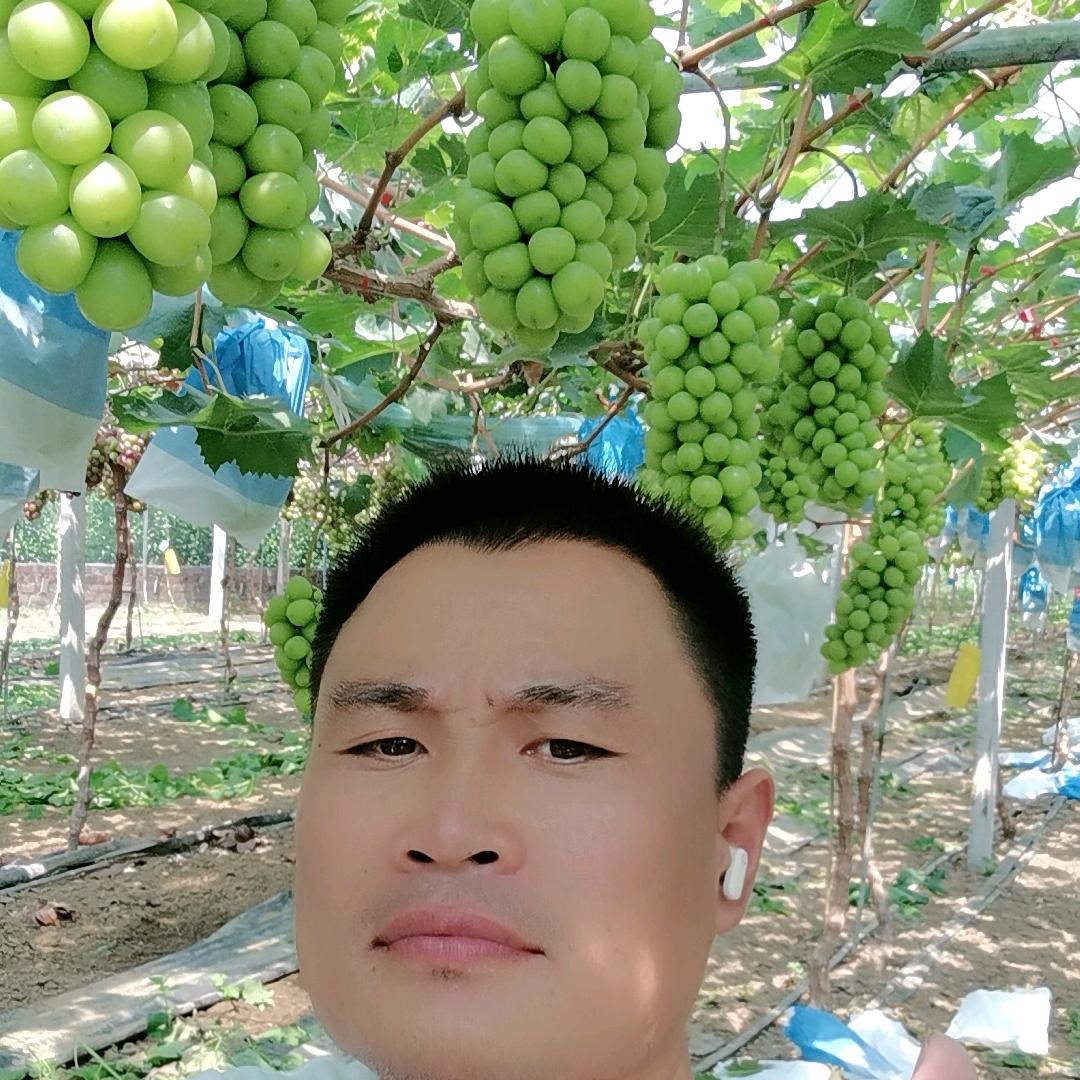 葡香葡萄种植家庭农场