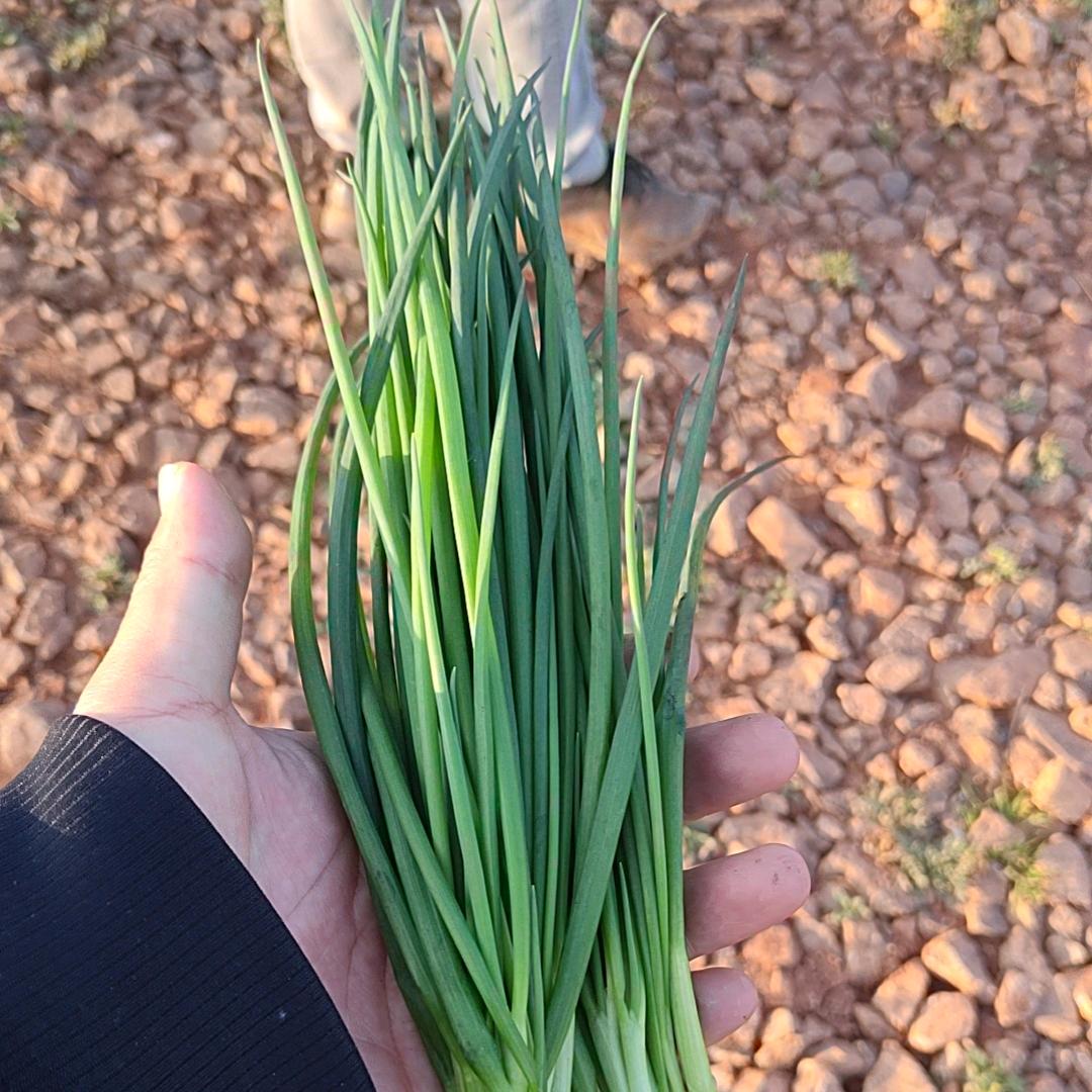 云南小香葱收购