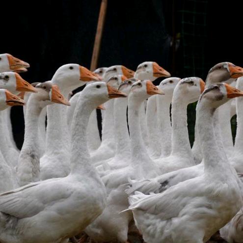 DYTG众森家庭农场专用号