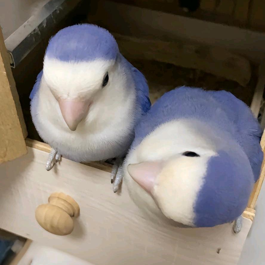 轩恩萌宠