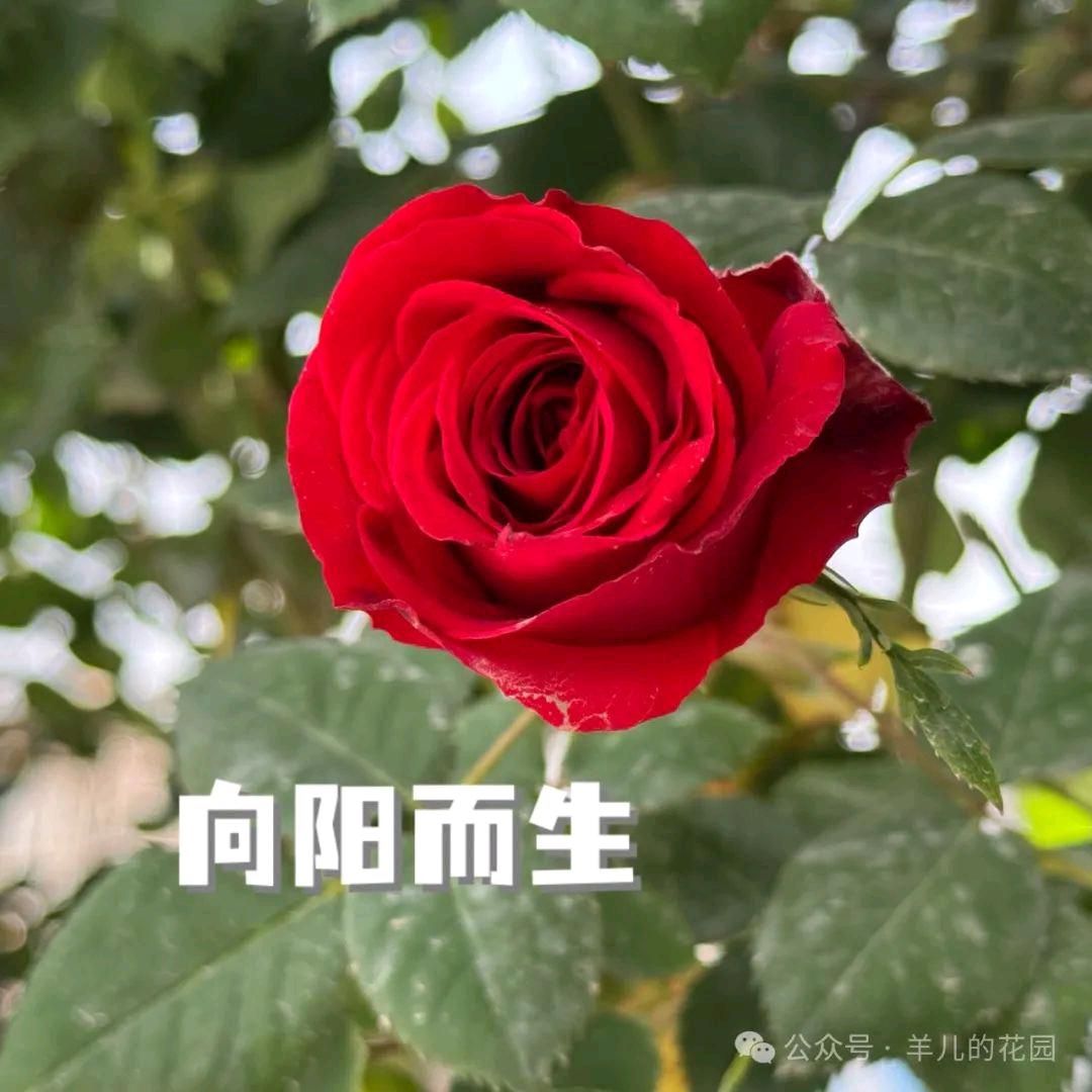 一切尽意，百事从欢