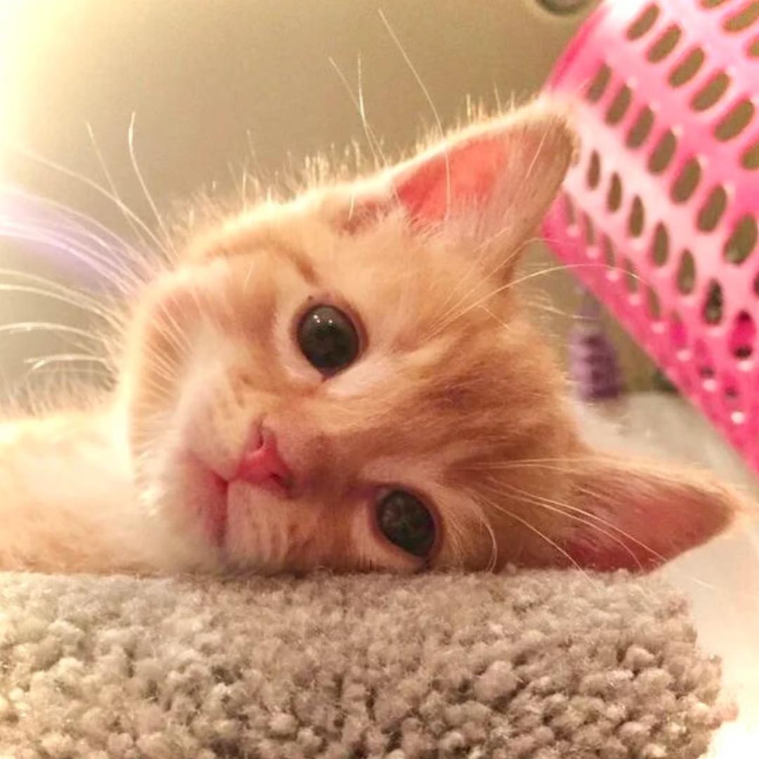熊猫
