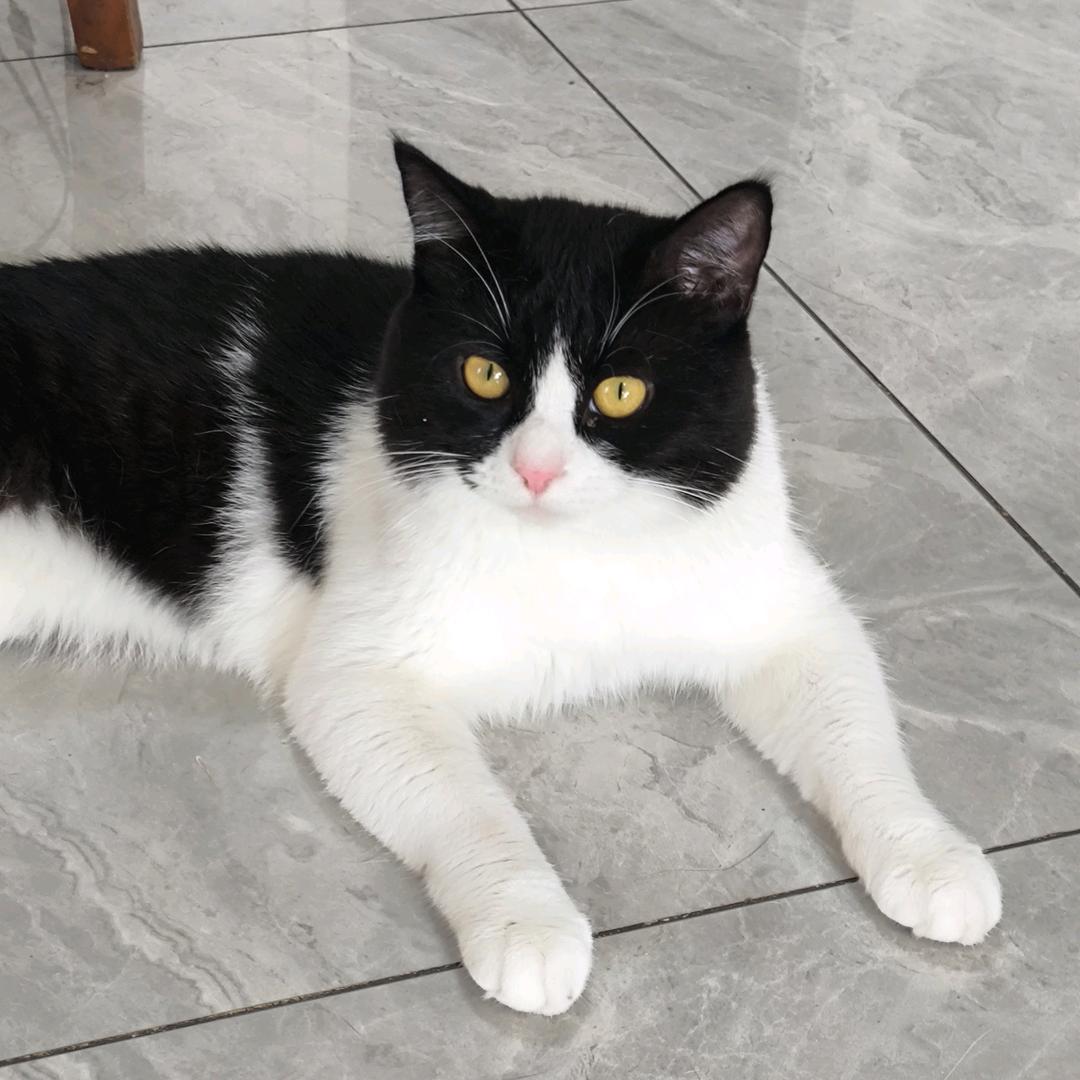 小醉寒的猫