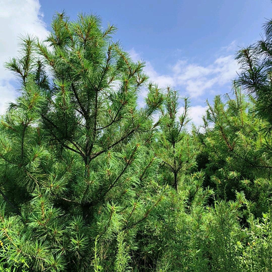 寂夜🎀喜🎀⁵²⁷¹