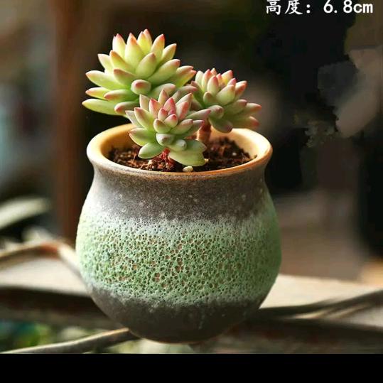 胖子不想胖