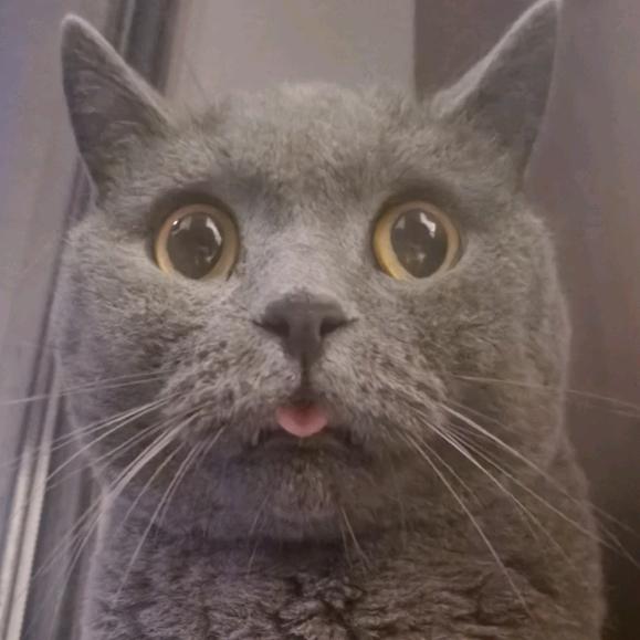 小猫主包富贵儿