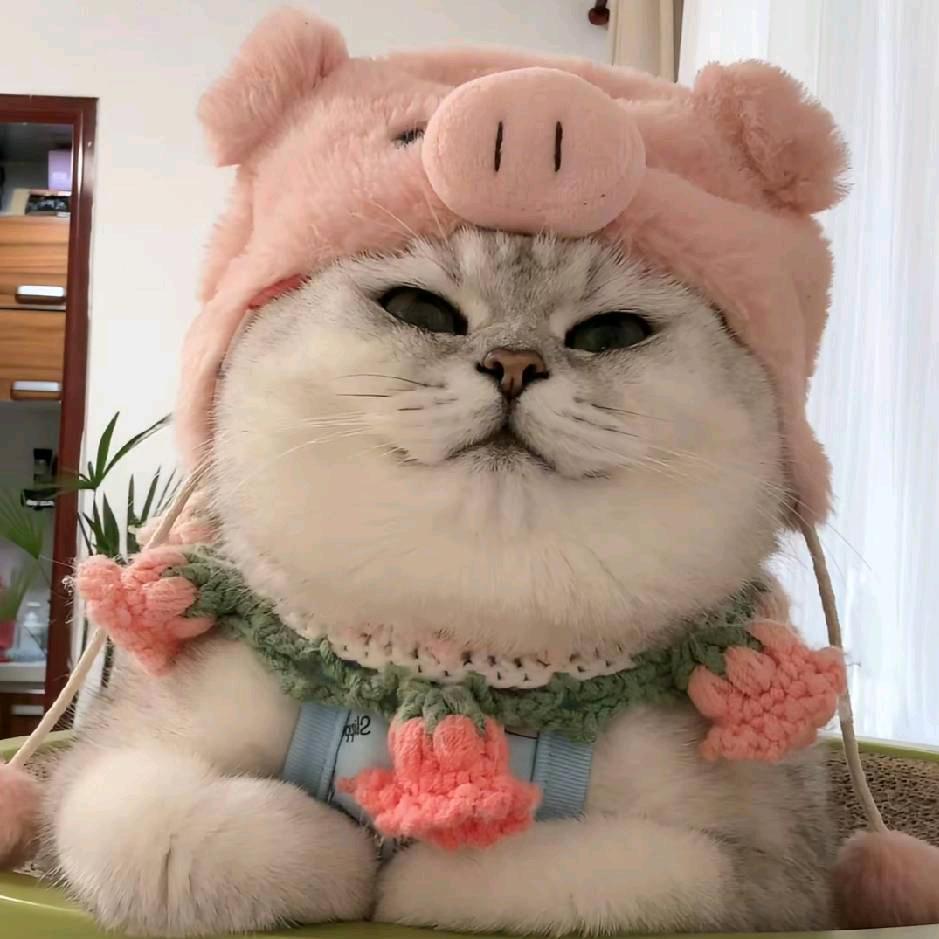 棋着单纯的猪去兜风