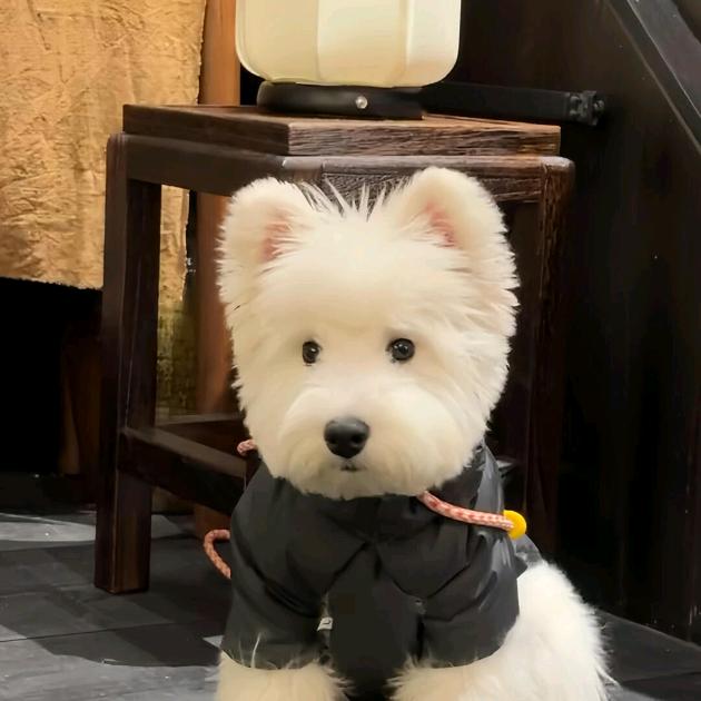 与虎谋皮