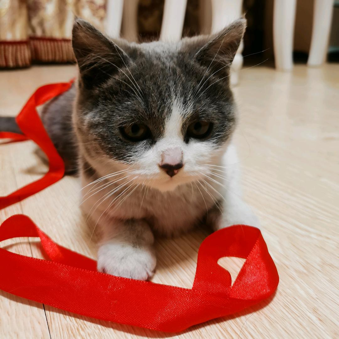 四喜没（丸子）