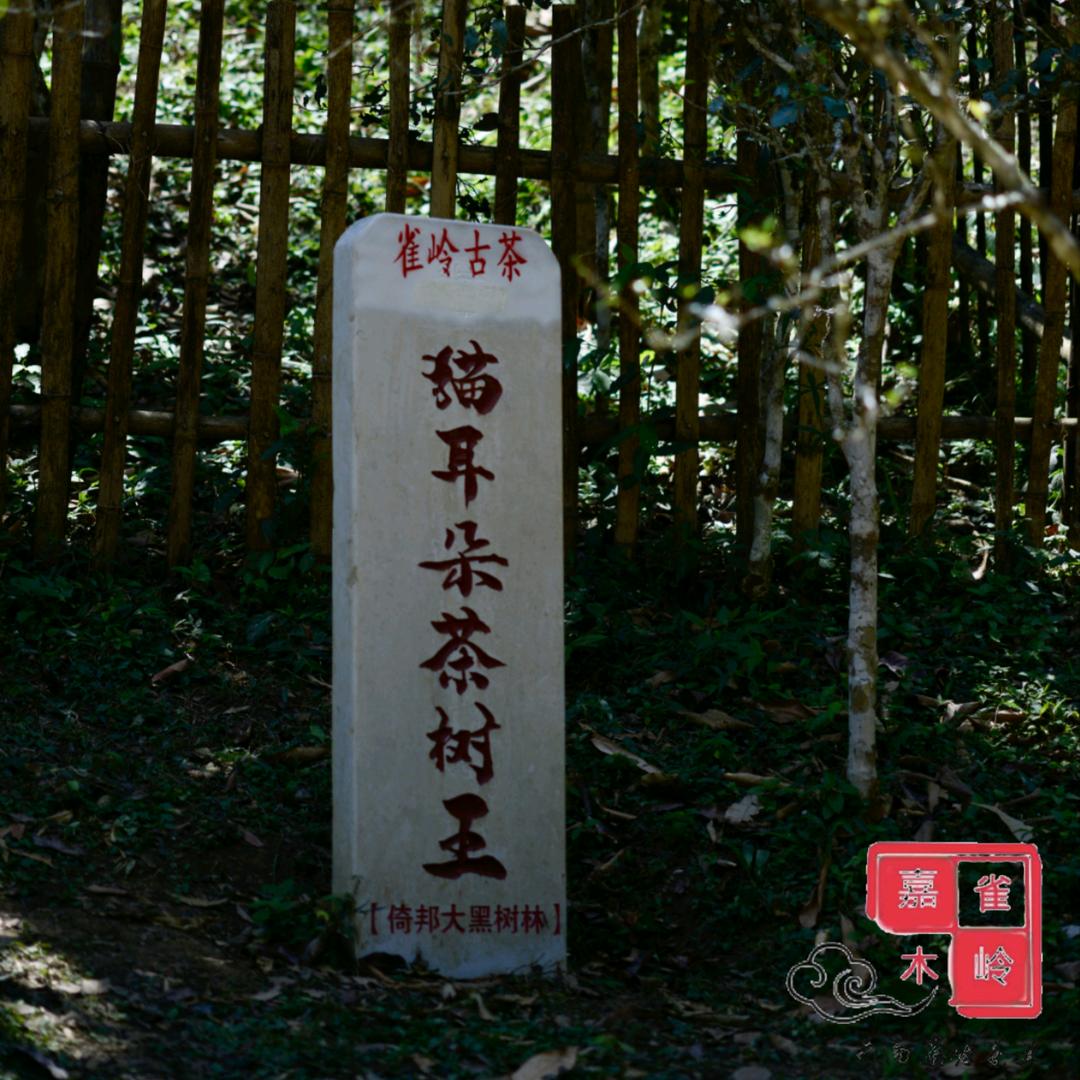 雀岭古茶
