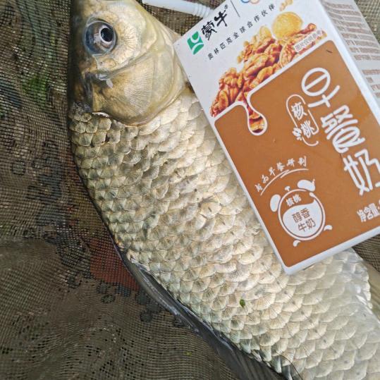 廿七哥钓鱼