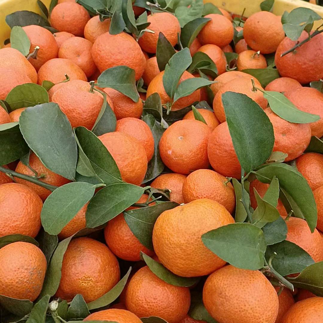 沙糖桔代办，鹏哥