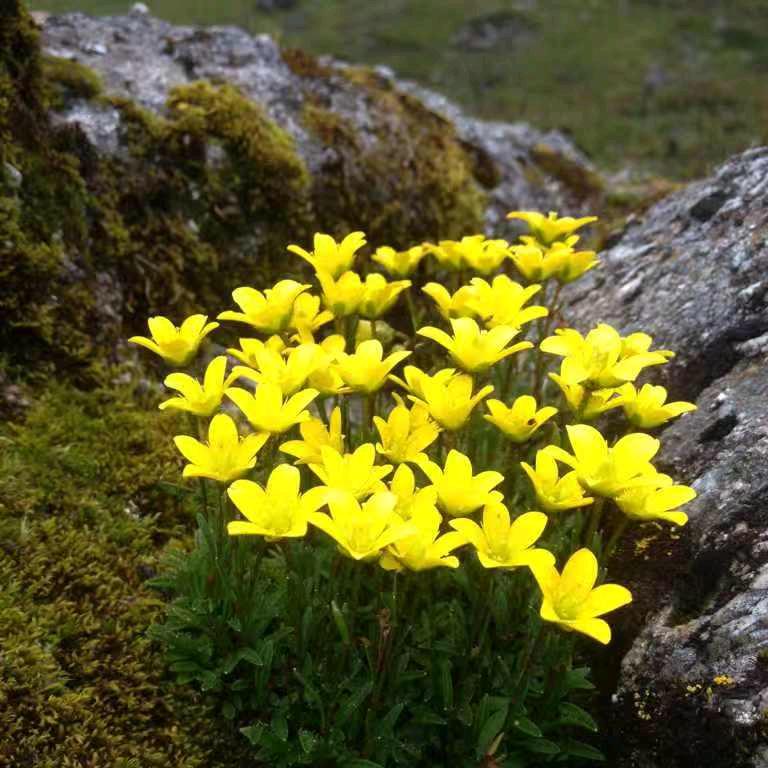 雪域高原 秘境维西