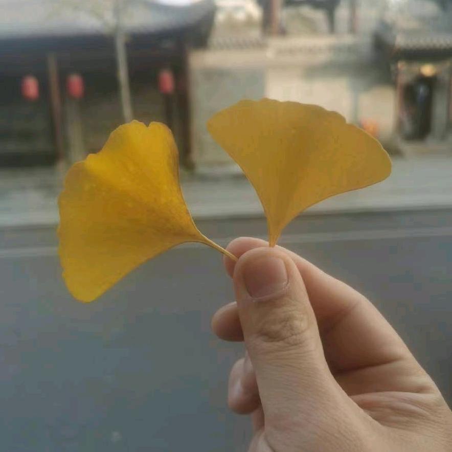 山西省洪洞县蒲剧团