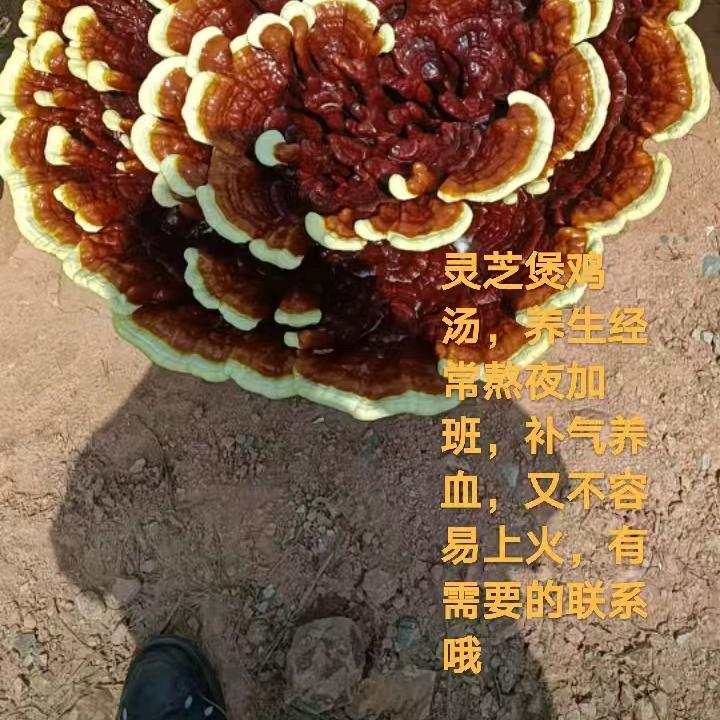 俪 享 元宝