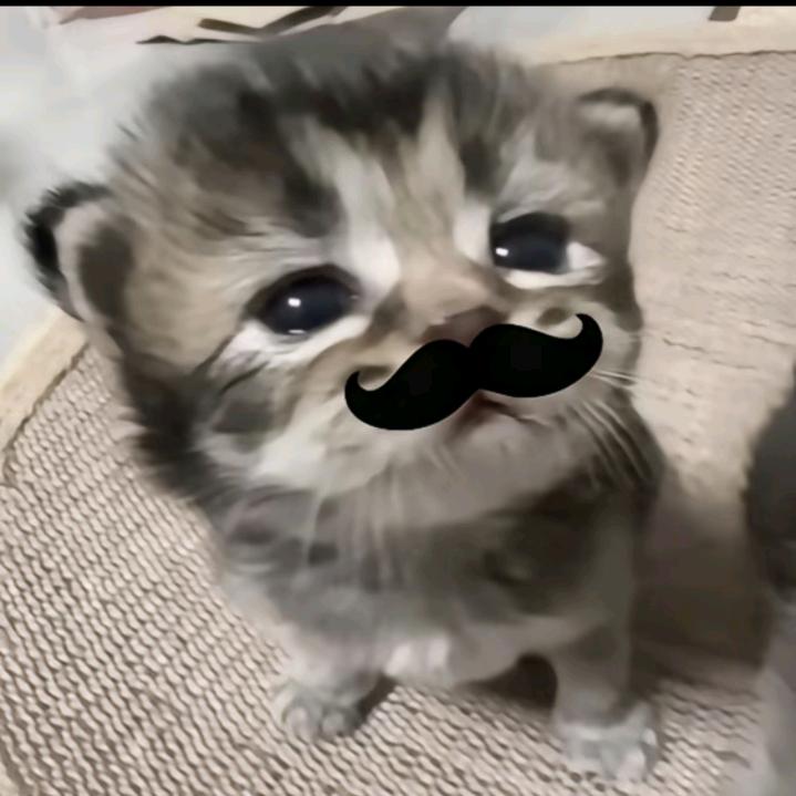 不卖萌了没人买