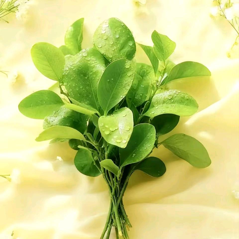 ღ🥀⃟Miss·hua ᥫ