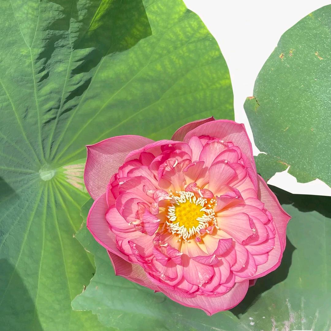 心如死灰菌头像