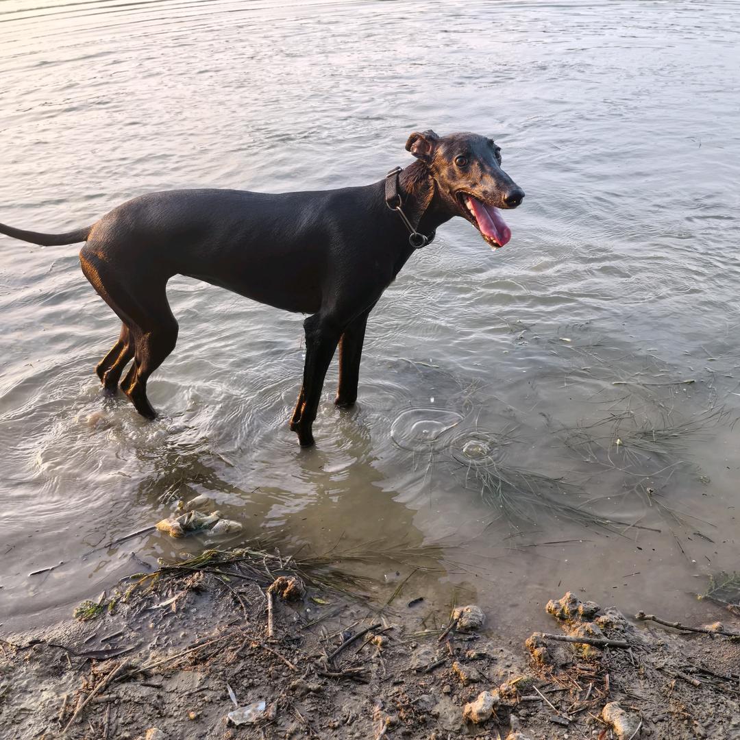 犬王霸主