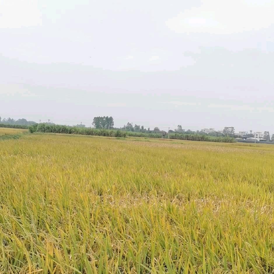 遂溪净水器郑师傅