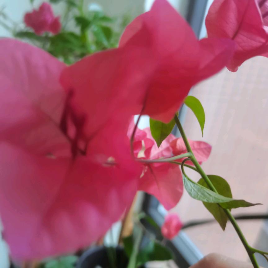 好心情