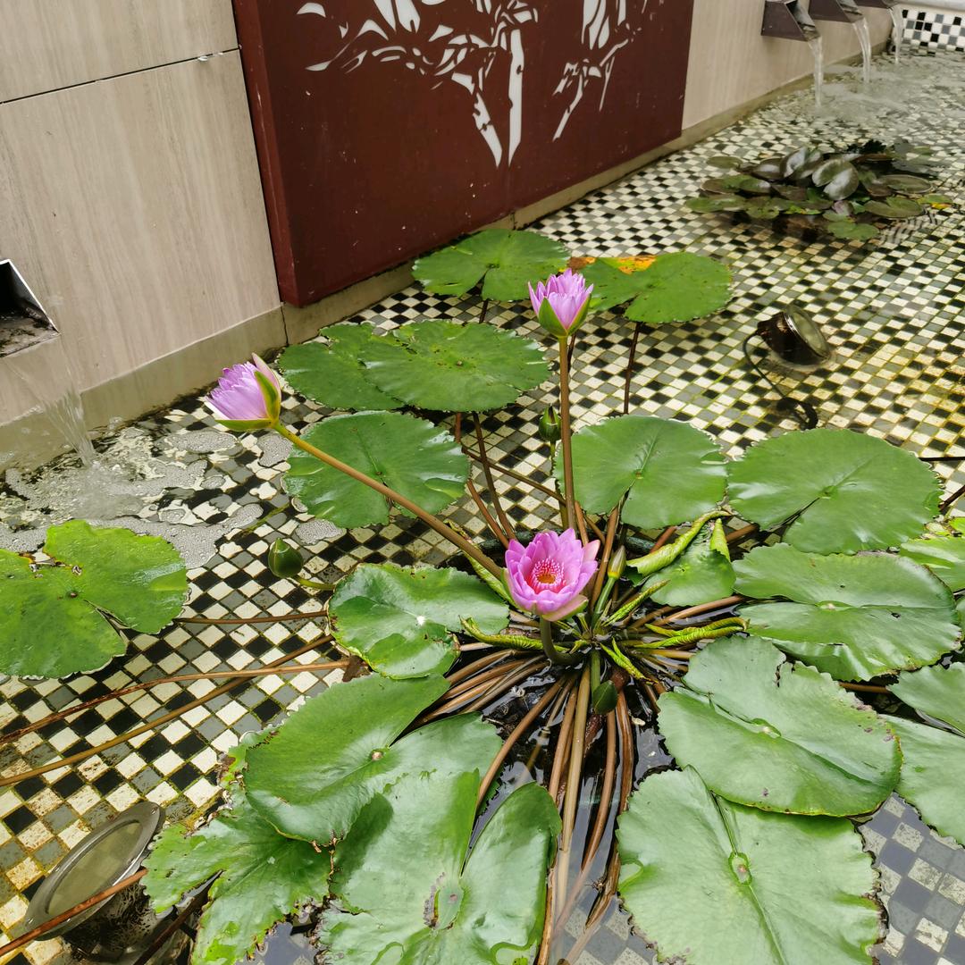 平凡