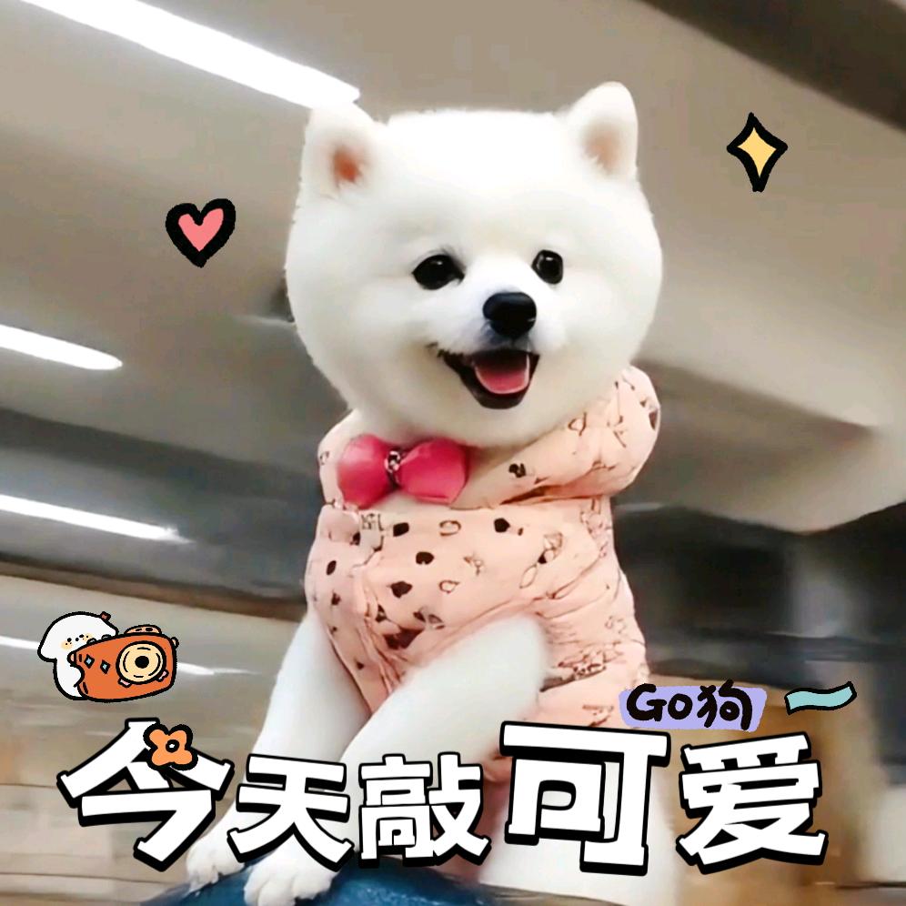 家有肉小白🐶