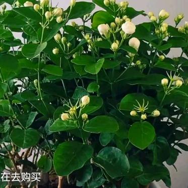不想变成秃头6