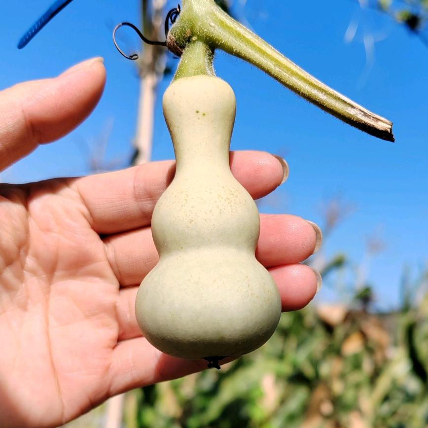 微风葫芦