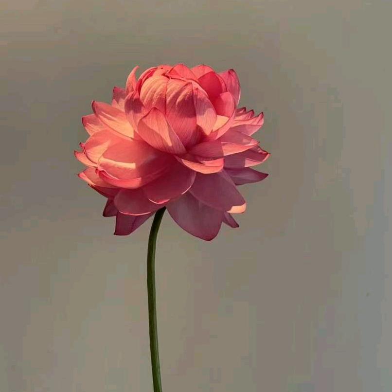 白头翁