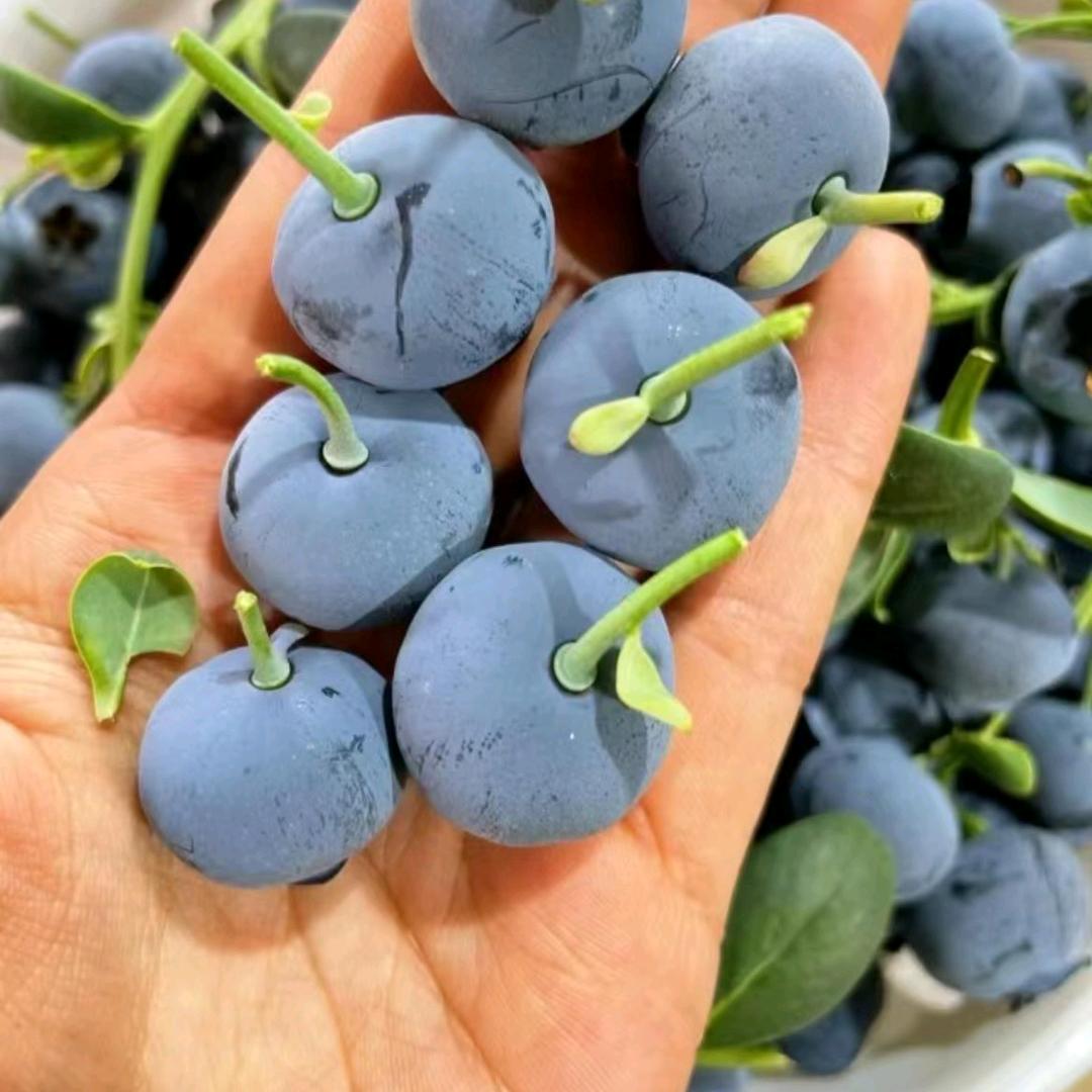 云南澄江蓝盛种植🫐