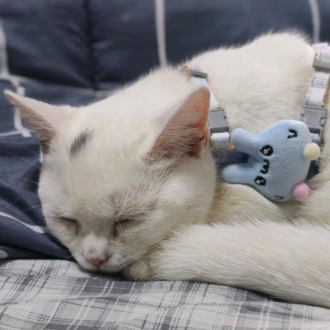 未来是只猫