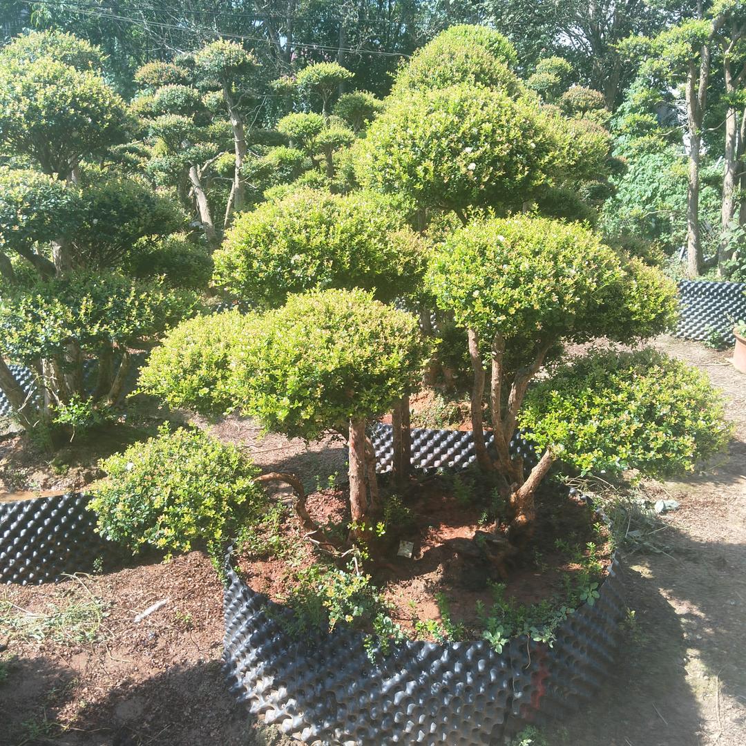 小叶赤楠盆景，