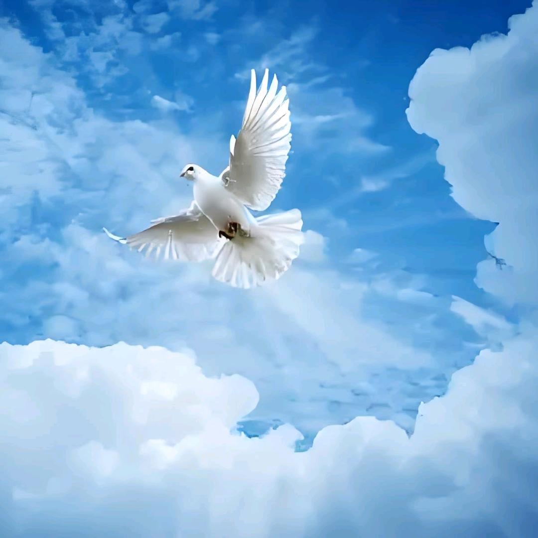 往事随风🕊
