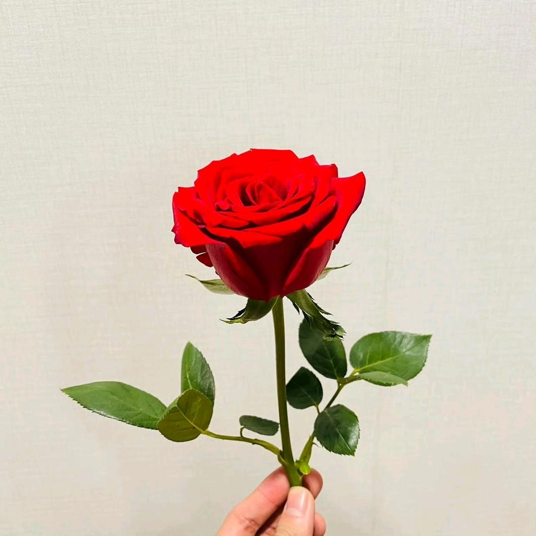 兔子家的虾