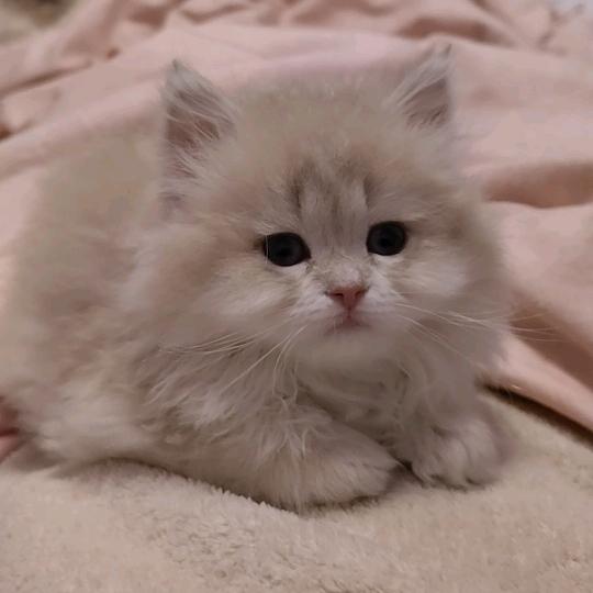 杨姐喵喵
