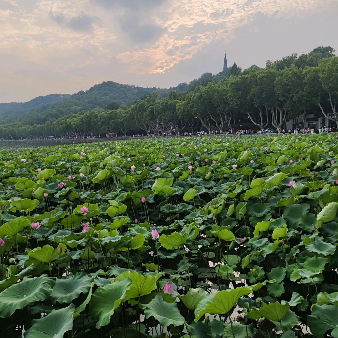 小语