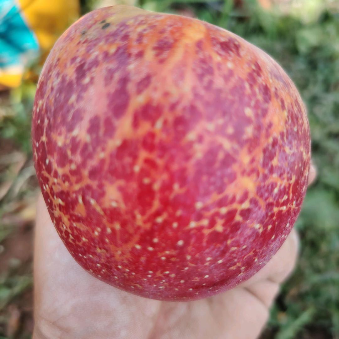 昭通市昭阳区鑫垚种植有限公司