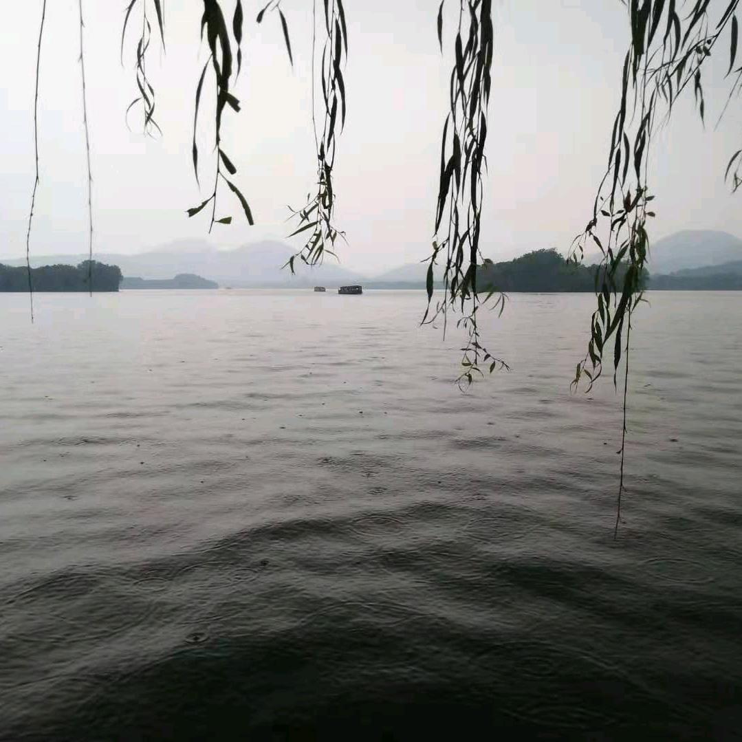 柳叶青青