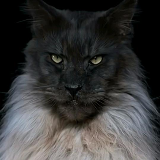 宠爱的猫舍
