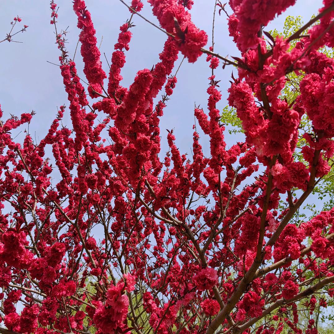 静待花开^