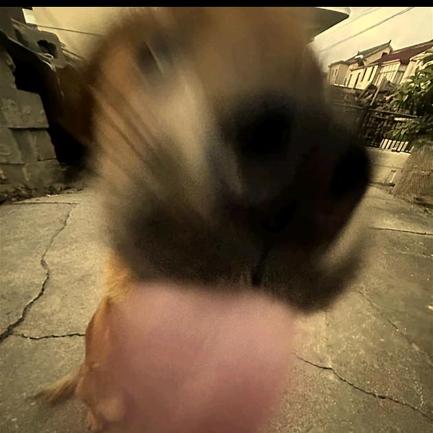 叨叨叨口叨