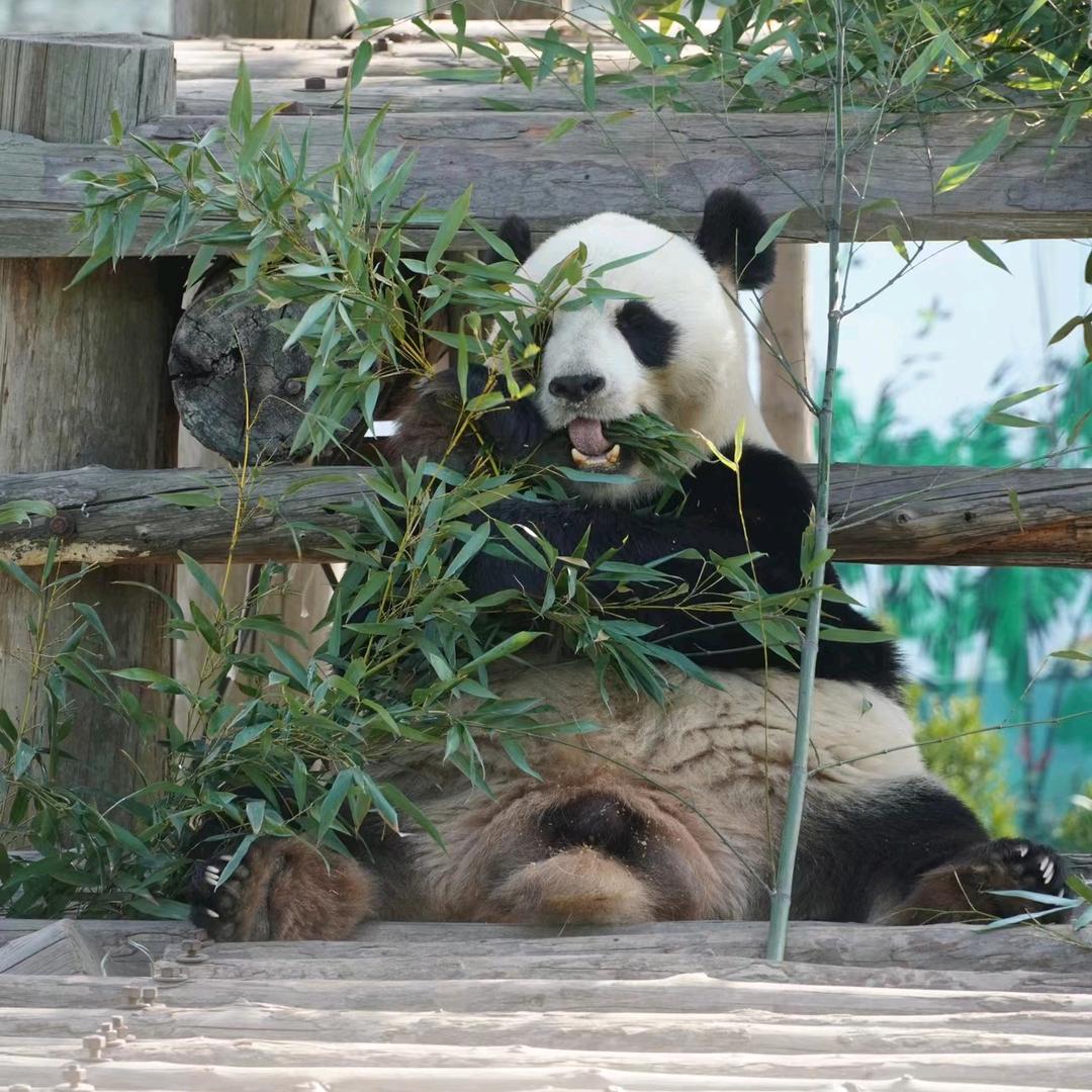 西霞口神雕山野生动物园🐯福利多多