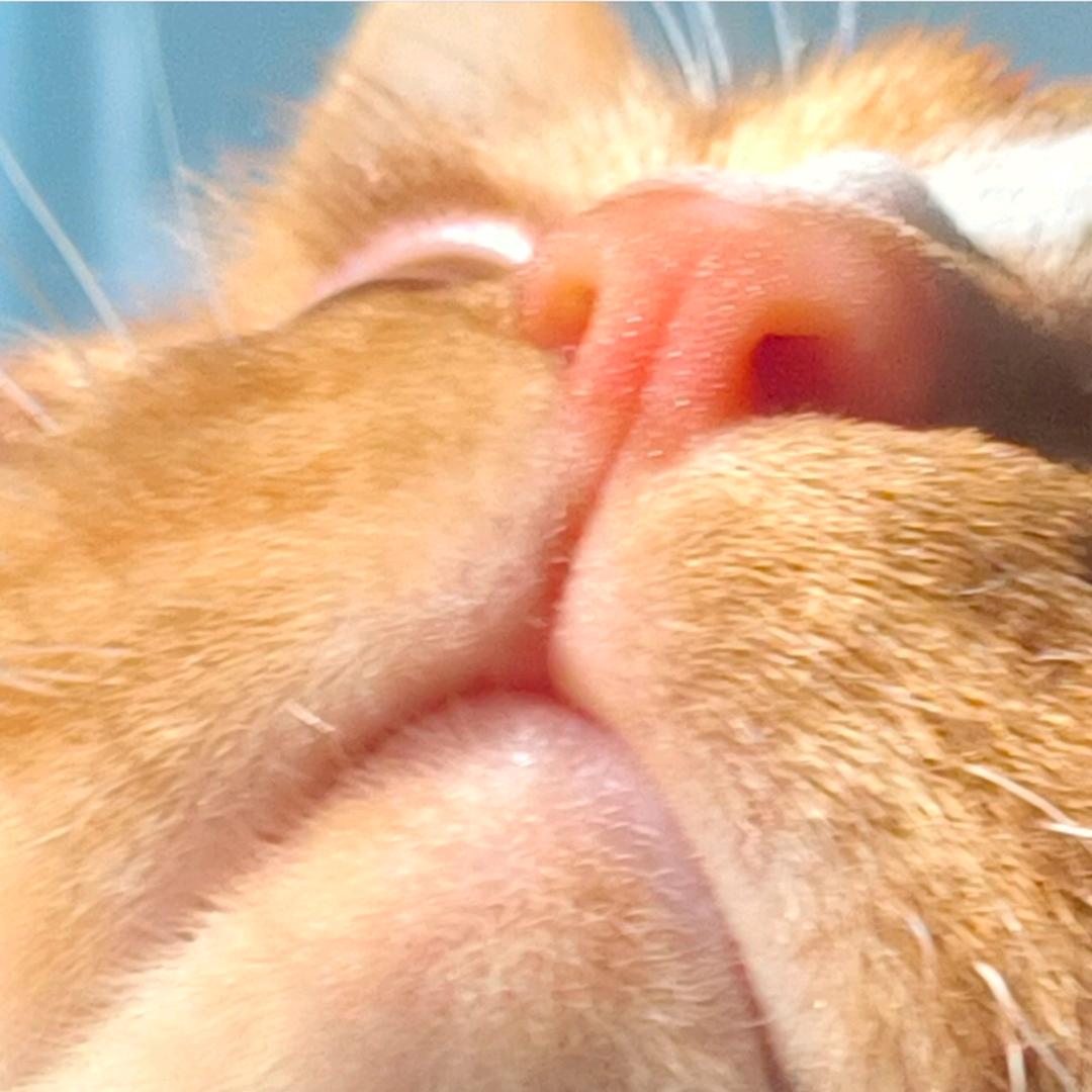 小呆呆不吃胡萝卜🥕（瓦劫粥三修版）