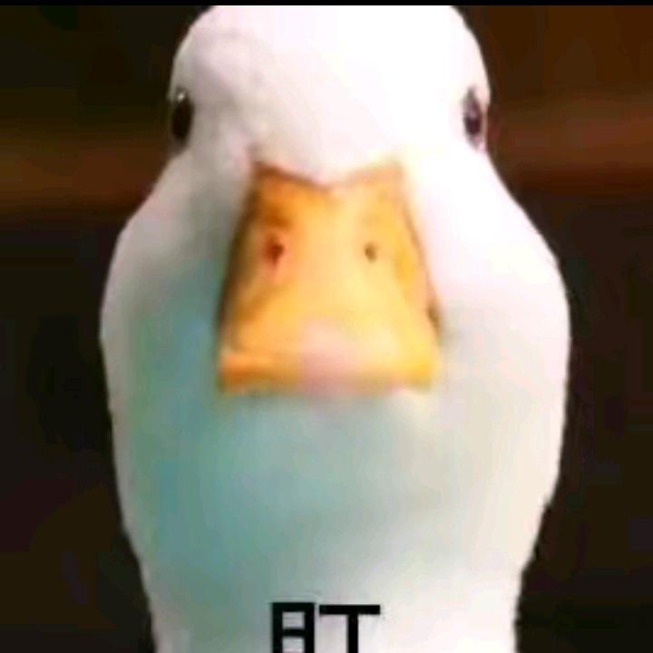 离枫