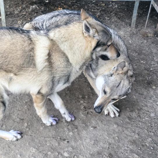 捷克狼犬～石榴