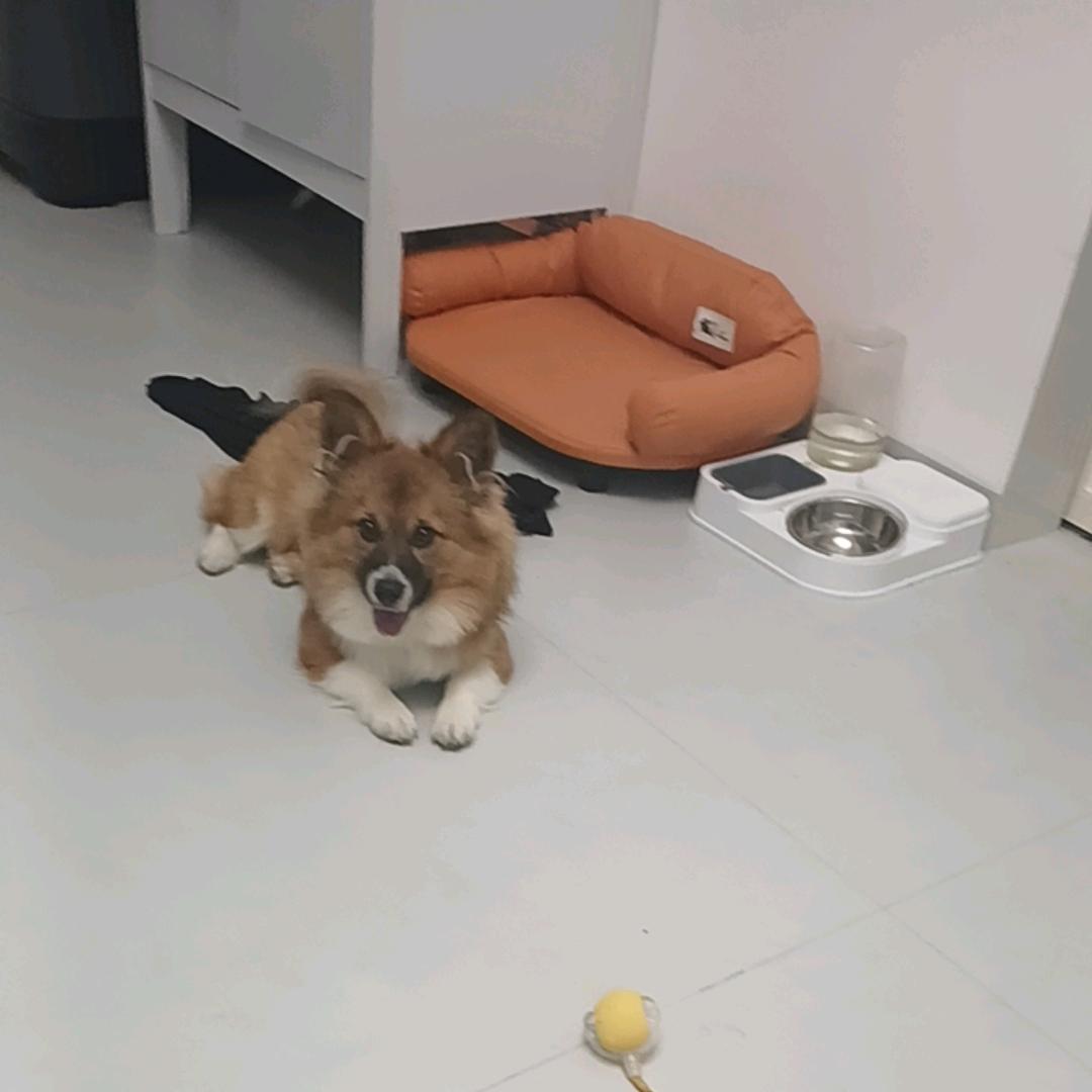 C兴