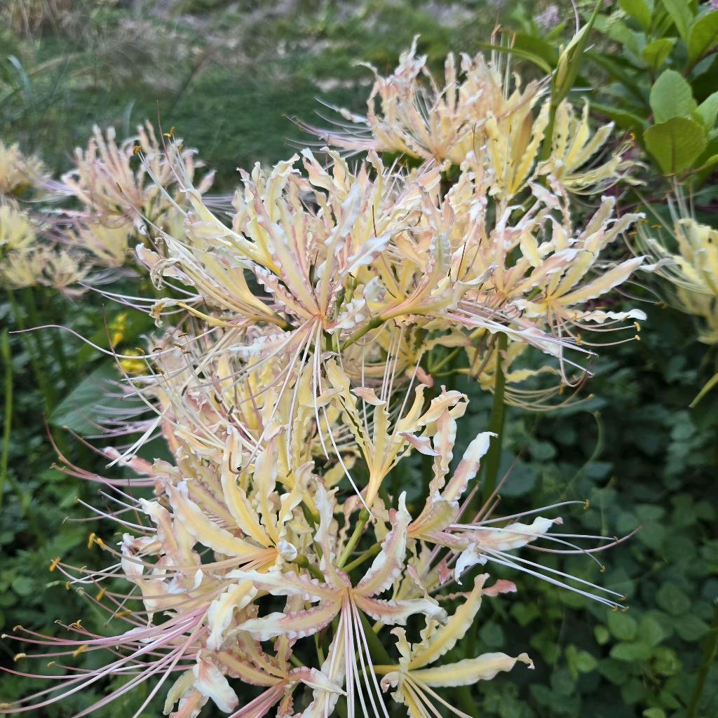 ℒᎭℯ⃝傻💞丫头࿐