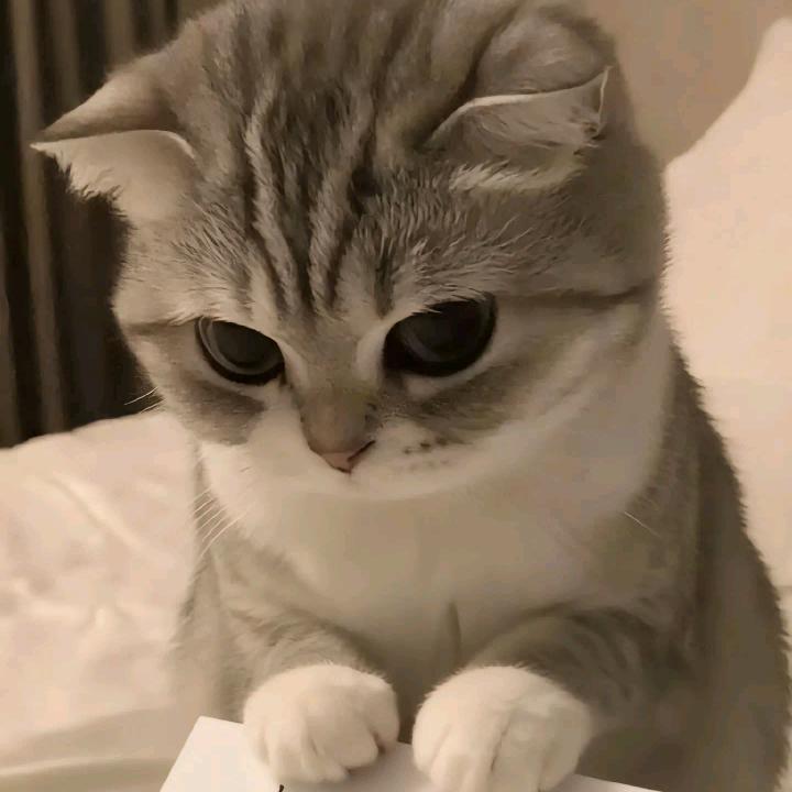 小黎［沉默寡言版］